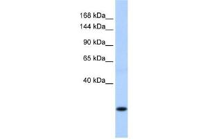 SSX8 antibody used at 0. (SSX8 anticorps  (C-Term))