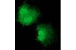 Immunofluorescence (IF) image for anti-Nudix (Nucleoside Diphosphate Linked Moiety X)-Type Motif 6 (NUDT6) antibody (ABIN1499868) (NUDT6 anticorps)