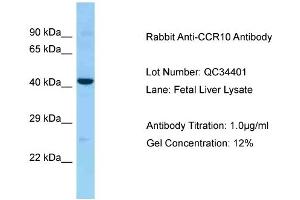 Host: Rabbit Target Name: CCR10 Sample Type: Fetal Liver Antibody Dilution: 1. (CCR10 anticorps  (Middle Region))