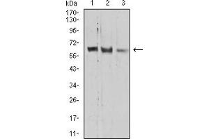 Western blot analysis using *** mouse mAb against HEK293 (1), A549 (2), and HepG2 (3) cell lysate.