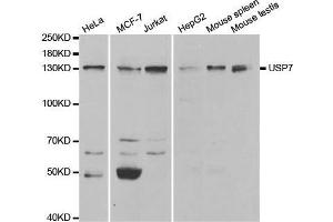 Western blot analysis of extracts of various cell lines, using USP7 antibody. (USP7 anticorps  (AA 206-1102))
