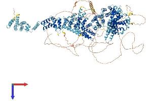 AlphaFold protein structure predicition of Mouse Recombinant Thoc2 Protein, UniprotID B1AZI6