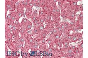 Figure. (Annexin IV anticorps  (AA 165-260))