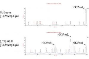 UTX / KDM6A activity assay.