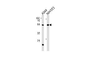 TBX4 Antibody (N-term) (ABIN1538939 and ABIN2850400) western blot analysis in A549,mouse NIH/3T3 cell line lysates (35 μg/lane). (TBX4 anticorps  (N-Term))