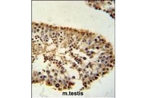 ERO1LB Antibody (C-term) (ABIN651411 and ABIN2840222) immunohistochemistry analysis in formalin fixed and paraffin embedded mouse testis tissue followed by peroxidase conjugation of the secondary antibody and DAB staining.