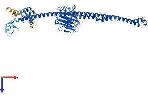AlphaFold protein structure predicition of Human Recombinant TRIM10 Protein, UniprotID Q9UDY6