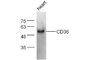 Mouse heart lysates probed with Rabbit Anti-CD36 Polyclonal Antibody, Unconjugated  at 1:500 for 90 min at 37˚C. (CD36 anticorps  (AA 51-150))