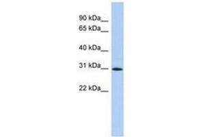 Image no. 1 for anti-Zinc Finger Protein 771 (ZNF771) (AA 35-84) antibody (ABIN6742627) (ZNF771 anticorps  (AA 35-84))