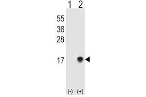 Western blot testing of SUMO2/3 antibody and 293T cell lysate either nontransfected (Lane 1) or transiently transfected (Lane 2) with the SUMO3 gene. (SUMO2/3 anticorps  (AA 49-81))