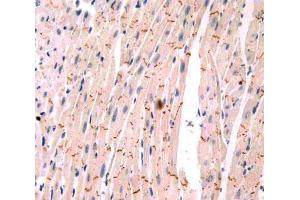 Used in DAB staining on fromalin fixed paraffin- embedded heart tissue (PIM1 anticorps  (AA 122-261))