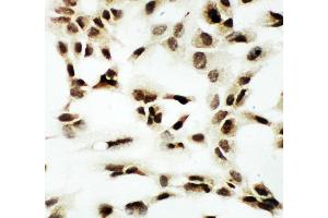 Anti-NRF1 antibody, ICC ICC: A549 Cell