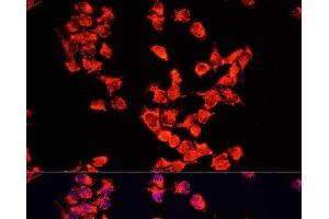 Immunofluorescence analysis of HeLa cells using FXR1 Polyclonal Antibody at dilution of 1:100. (FXR1 anticorps)