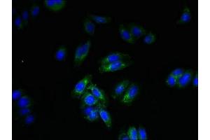 Immunofluorescent analysis of HepG2 cells using ABIN7168900 at dilution of 1:100 and Alexa Fluor 488-congugated AffiniPure Goat Anti-Rabbit IgG(H+L)