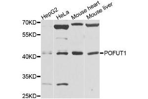Western blot analysis of extracts of various cells, using POFUT1 antibody. (POFUT1 anticorps)