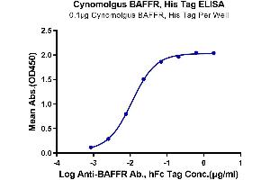 Immobilized Cynomolgus BAFFR, His Tag at 1 μg/mL (100 μL/Well) on plate.