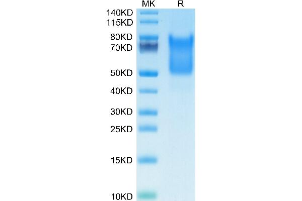 Syndecan 1 Protein (SDC1) (AA 23-254) (His tag)