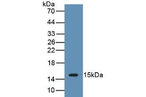 Detection of Recombinant IL15, Porcine using Polyclonal Antibody to Interleukin 15 (IL15) (IL-15 anticorps  (AA 49-162))