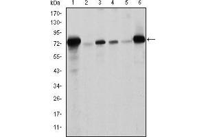 Western blot analysis using LMNA mouse mAb against Raw264. (Lamin A/C anticorps)