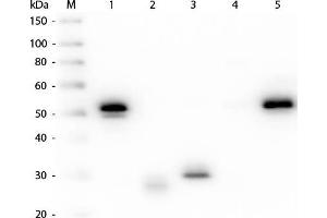 Western Blot of Anti-Rabbit IgG (H&L) (MOUSE) Antibody (Min X Hu, Gt, Ms Serum Proteins) . (Souris anti-Lapin IgG (Heavy & Light Chain) Anticorps (HRP) - Preadsorbed)