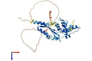 AlphaFold protein structure predicition of Human Recombinant DEDD2 Protein, UniprotID Q8WXF8