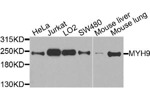 Western blot analysis of extracts of various cell lines, using MYH9 antibody. (Myosin 9 anticorps)