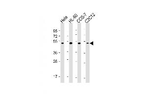 All lanes : Anti-RCC1 Antibody at 1:2000-1:4000 dilution Lane 1: Hela whole cell lysate Lane 2: HL-60 whole cell lysate Lane 3: COS-7 whole cell lysate Lane 4: C2C12 whole cell lysate Lysates/proteins at 20 μg per lane.