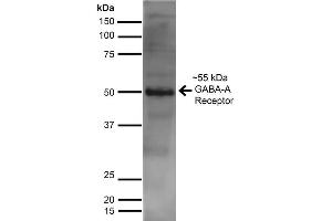 Western Blot analysis of Rat Brain showing detection of ~55 kDa GABA A Receptor Alpha 2 protein using Mouse Anti-GABA A Receptor Alpha 2 Monoclonal Antibody, Clone S399-19 . (GABRA1 anticorps  (AA 350-385) (PE))