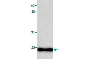 Western blot analysis in MB recombinant protein with MB monoclonal antibody, clone 34h5  at 1 : 1000 dilution. (Myoglobin anticorps)