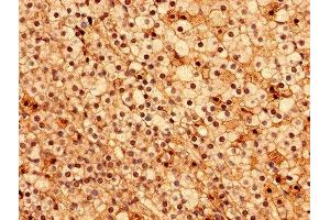 Immunohistochemistry analysis of human adrenal gland tissue using ABIN7143242 at dilution of 1:100