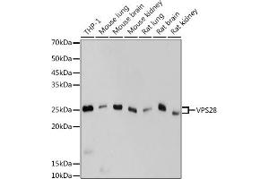 Western blot analysis of extracts of various cell lines, using VPS28 antibody (ABIN7271275) at 1:1000 dilution. (VPS28 anticorps)