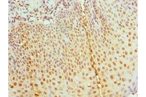 Immunohistochemistry of paraffin-embedded human tonsil tissue using ABIN7155457 at dilution of 1:100