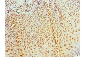 Immunohistochemistry of paraffin-embedded human tonsil tissue using ABIN7155457 at dilution of 1:100 (RBBP7 anticorps  (AA 1-230))