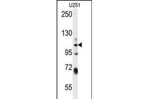 WWC3 Antibody (C-term) (ABIN654482 and ABIN2844217) western blot analysis in  cell line lysates (35 μg/lane). (WWC3 anticorps  (C-Term))