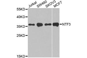 Western blot analysis of extracts of various cell lines, using NTF3 antibody. (Neurotrophin 3 anticorps  (AA 19-257))