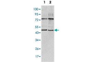 Western blot analysis using THAP11 monoclonal antobody, clone 3F3  against HeLa (1) and NTERA-2 (2) cell lysate. (THAP11 anticorps)