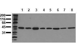 Western Blotting (WB) image for anti-Mitogen-Activated Protein Kinase 1 (MAPK1) (C-Term) antibody (ABIN126832) (ERK2 anticorps  (C-Term))