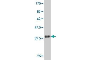 Western Blot detection against Immunogen (34.