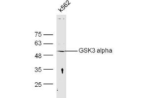 Human K562 cell lysates probed with Anti-GSK3 Alpha Polyclonal Antibody, Unconjugated  at 1:300 overnight at 4˚C. (GSK3 alpha anticorps  (AA 51-150))