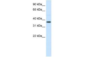 AHSG antibody used at 0. (Fetuin A anticorps  (N-Term))