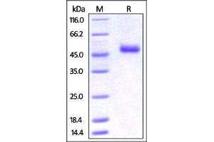 Mouse OX40 Ligand, Fc Tag on SDS-PAGE under reducing (R) condition.