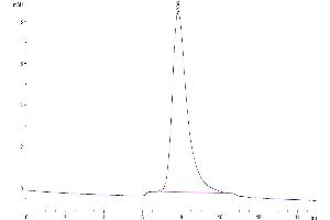 The purity of Human IL-10 R alpha is greater than 95 % as determined by SEC-HPLC.