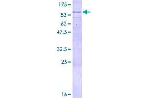Image no. 1 for Tubby Like Protein 2 (TULP2) (AA 1-520) protein (GST tag) (ABIN1324173)