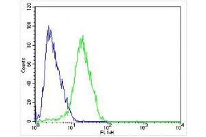 anti-Cholinergic Receptor, Muscarinic 2 (CHRM2) antibody