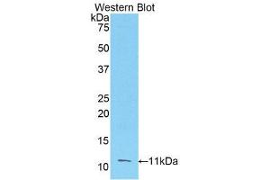 Western Blotting (WB) image for anti-Fibroblast Growth Factor 3 (FGF3) (AA 154-232) antibody (ABIN1175858) (FGF3 anticorps  (AA 154-232))