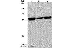 Western blot analysis of 293T, A549 and Hela cell, using API5 Polyclonal Antibody at dilution of 1:350 (Apoptosis Inhibitor 5 anticorps)