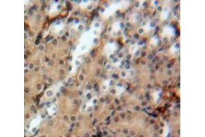 IHC-P analysis of Kidney tissue, with DAB staining. (Uromodulin anticorps  (AA 335-590))