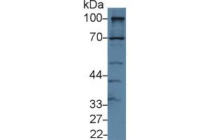 Detection of GOLPH2 in Human Hela cell lysate using Polyclonal Antibody to Golgi Phosphoprotein 2 (GOLPH2)