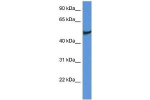 Western Blot showing CLU antibody used at a concentration of 1 ug/ml against Fetal Brain Lysate (Clusterin anticorps  (C-Term))