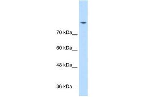 DLG2 antibody used at 0. (DLG2 anticorps)
